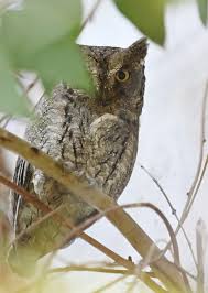 Image result for Otus scops