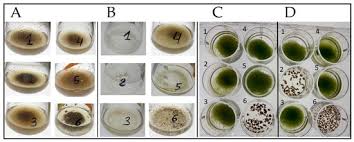 Attēlu rezultāti vaicājumam “Schistidium robustum sporophyte”