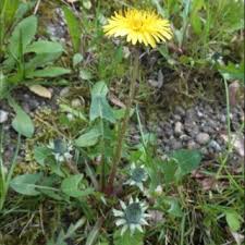 Attēlu rezultāti vaicājumam “Taraxacum suecicum”