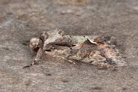 Attēlu rezultāti vaicājumam “Allophyes oxyacanthae”