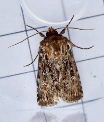 Attēlu rezultāti vaicājumam “Lycophotia porphyrea”