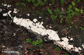 Attēlu rezultāti vaicājumam “Cystostereum murrayi”