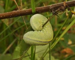 Attēlu rezultāti vaicājumam “Cimbex femoratus”