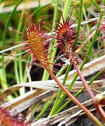 Attēlu rezultāti vaicājumam “Drosera intermedia”