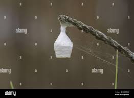 Attēlu rezultāti vaicājumam “Agroeca brunnea”