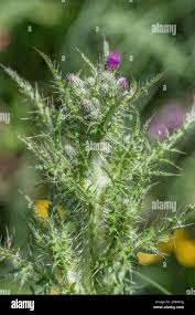 Attēlu rezultāti vaicājumam “Cirsium palustre flower”