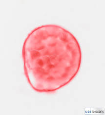 Attēlu rezultāti vaicājumam “Gordius aquaticus”