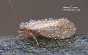 Attēlu rezultāti vaicājumam “Chaetopteryx villosa”