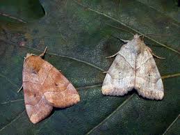 Attēlu rezultāti vaicājumam “Cosmia trapezina”