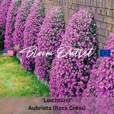 Image result for Aubrieta hybrida (cultorum)