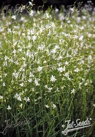 Attēlu rezultāti vaicājumam “Anthericum ramosum”