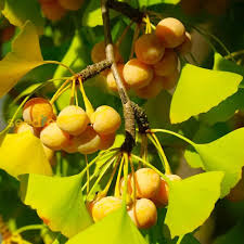 Attēlu rezultāti vaicājumam “Ginkgo biloba fruit”