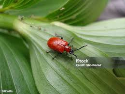 Attēlu rezultāti vaicājumam “Lilioceris lilii”