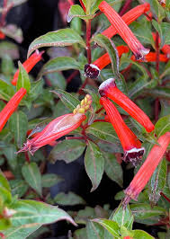 Image result for Cuphea ignea