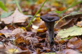 Attēlu rezultāti vaicājumam “Cratarellus cornucopioides”