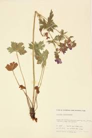 Attēlu rezultāti vaicājumam “Geraniaceae”