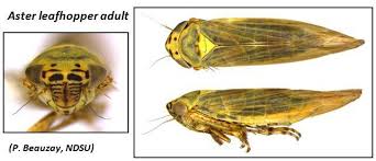 Attēlu rezultāti vaicājumam “Macrosteles nymph”