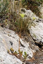 Attēlu rezultāti vaicājumam “Sedum album bud”