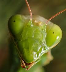 Attēlu rezultāti vaicājumam “Mantis religiosa”