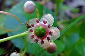 Attēlu rezultāti vaicājumam “Chimaphila umbellata bud”