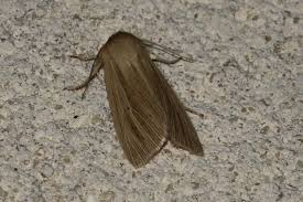 Attēlu rezultāti vaicājumam “Mythimna impura”