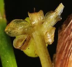 Attēlu rezultāti vaicājumam “Scheuchzeriaceae”
