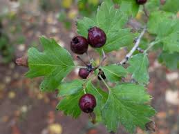 Attēlu rezultāti vaicājumam “Crataegus x macrocarpa fruit”