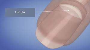 Image result for lunula nail
