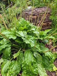Attēlu rezultāti vaicājumam “Plantago uniflora leaf”