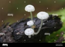 Attēlu rezultāti vaicājumam “Delicatula integrella”