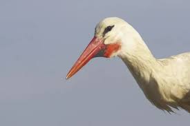 Attēlu rezultāti vaicājumam “Ciconia ciconia adult”
