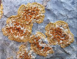 Attēlu rezultāti vaicājumam “Caloplaca saxicola”