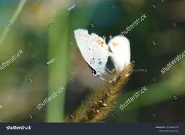 Attēlu rezultāti vaicājumam “Everes argiades”