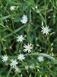 Attēlu rezultāti vaicājumam “Stellaria palustris”
