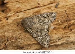 Attēlu rezultāti vaicājumam “Hadula trifolii larva”