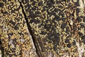 Attēlu rezultāti vaicājumam “Hypocenomyce friesii”