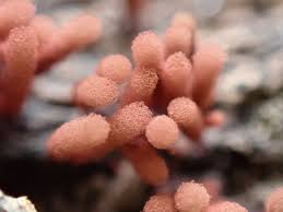 Attēlu rezultāti vaicājumam “Arcyria incarnata macro”