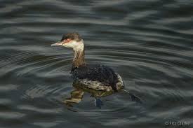 Image result for Podiceps auritus