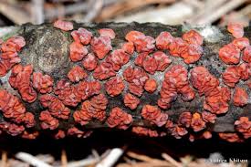 Attēlu rezultāti vaicājumam “Peniophora rufa”