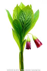 Attēlu rezultāti vaicājumam “Scopolia carniolica flower”