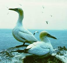 Image result for Morus bassanus