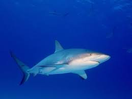 Image result for Carcharhinus perezii