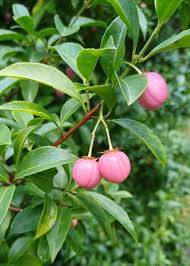 Attēlu rezultāti vaicājumam “Euonymus fruit”