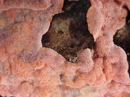 Attēlu rezultāti vaicājumam “Rhodonia placenta”