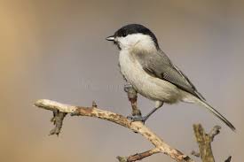 Attēlu rezultāti vaicājumam “Poecile montanus”