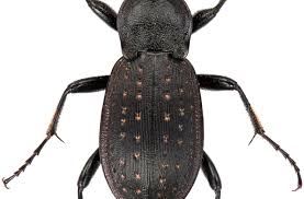 Attēlu rezultāti vaicājumam “Carabus hortensis”