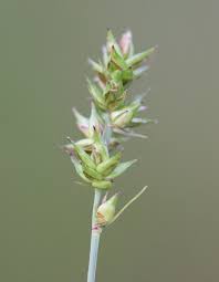 Attēlu rezultāti vaicājumam “Carex spicata”