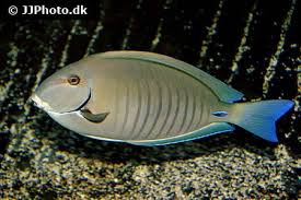 Image result for Acanthurus chirurgus