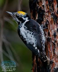Attēlu rezultāti vaicājumam “Picoides tridactylus adult”