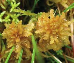 Attēlu rezultāti vaicājumam “Sphagnum contortum”